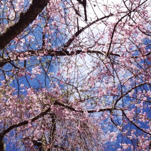 blossom copy May 2016 newsletter