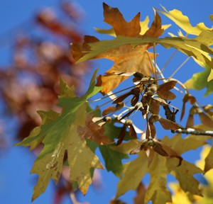 sept2016-image-m-piece