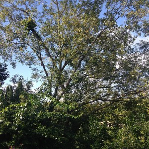 newsletter March 2017 image 3