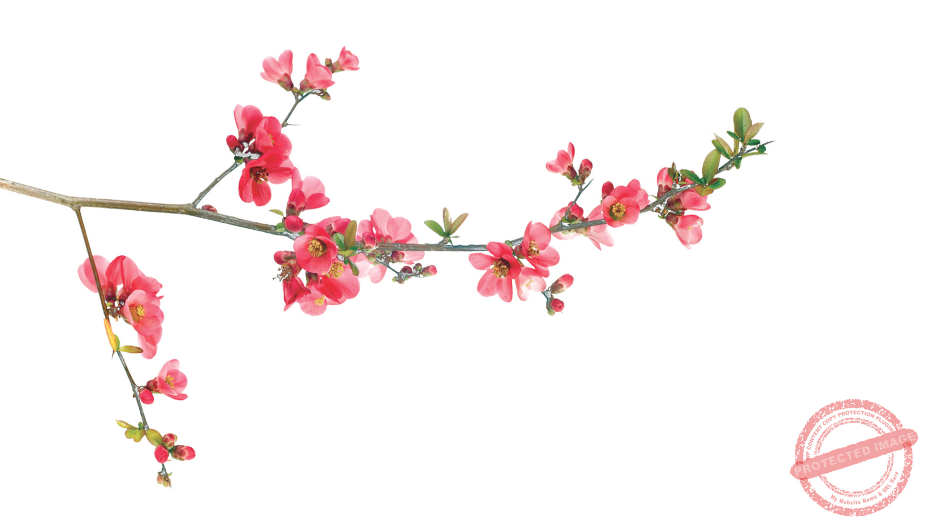 newsletter March 2017 website image