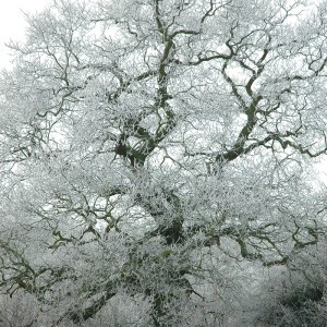 FrostyTree (2)